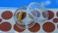 Magnetic Patches (10) & plasters